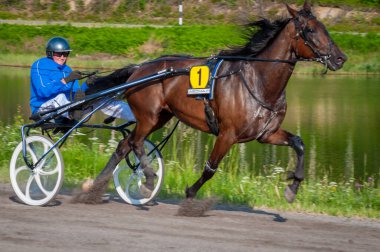 Puumala, Finlandiya - 30 Haziran 2023: Eşek koşum takımı yarışı. Yerel at severler topluluğunun rekabeti. Koşumlu bir midilli. İnsanların ve atların duyguları birbirine yakındır.