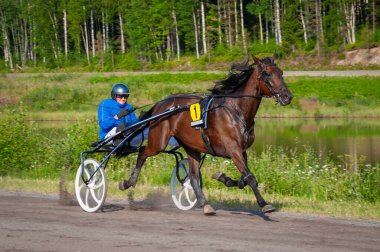 Puumala, Finlandiya - 30 Haziran 2023: Eşek koşum takımı yarışı. Yerel at severler topluluğunun rekabeti. Koşumlu bir midilli. İnsanların ve atların duyguları birbirine yakındır.