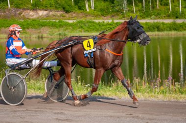 Puumala, Finlandiya - 30 Haziran 2023: Eşek koşum takımı yarışı. Yerel at severler topluluğunun rekabeti. Koşumlu bir midilli. İnsanların ve atların duyguları birbirine yakındır.