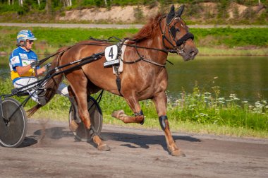 Puumala, Finlandiya - 30 Haziran 2023: Eşek koşum takımı yarışı. Yerel at severler topluluğunun rekabeti. Koşumlu bir midilli. İnsanların ve atların duyguları birbirine yakındır.