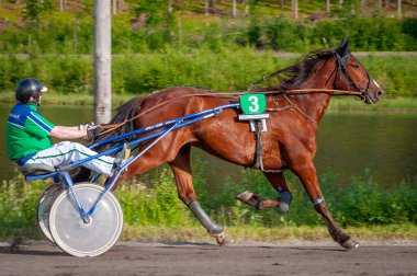 Puumala, Finlandiya - 30 Haziran 2023: Eşek koşum takımı yarışı. Yerel at severler topluluğunun rekabeti. Koşumlu bir midilli. İnsanların ve atların duyguları birbirine yakındır.