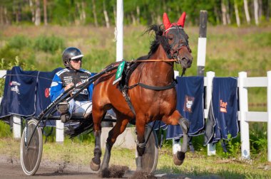 Puumala, Finlandiya - 30 Haziran 2023: Eşek koşum takımı yarışı. Yerel at severler topluluğunun rekabeti. Koşumlu bir midilli. İnsanların ve atların duyguları birbirine yakındır.