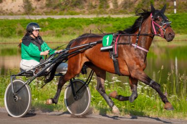 Puumala, Finlandiya - 30 Haziran 2023: Eşek koşum takımı yarışı. Yerel at severler topluluğunun rekabeti. Koşumlu bir midilli. İnsanların ve atların duyguları birbirine yakındır.