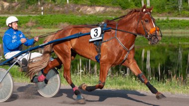 Puumala, Finlandiya - 30 Haziran 2023: Eşek koşum takımı yarışı. Yerel at severler topluluğunun rekabeti. Koşumlu bir midilli. İnsanların ve atların duyguları birbirine yakındır.