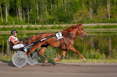 Puumala, Finlandiya - 30 Haziran 2023: Eşek koşum takımı yarışı. Yerel at severler topluluğunun rekabeti. Koşumlu bir midilli. İnsanların ve atların duyguları birbirine yakındır.