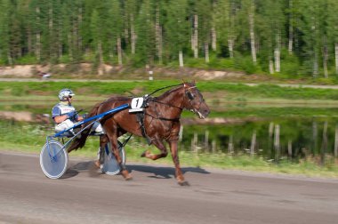 Puumala, Finlandiya - 30 Haziran 2023: Eşek koşum takımı yarışı. Yerel at severler topluluğunun rekabeti. Koşumlu bir midilli. İnsanların ve atların duyguları birbirine yakındır.