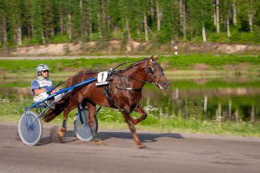 Puumala, Finlandiya - 30 Haziran 2023: Eşek koşum takımı yarışı. Yerel at severler topluluğunun rekabeti. Koşumlu bir midilli. İnsanların ve atların duyguları birbirine yakındır.
