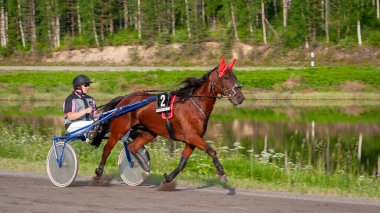 Puumala, Finlandiya - 30 Haziran 2023: Eşek koşum takımı yarışı. Yerel at severler topluluğunun rekabeti. Koşumlu bir midilli. İnsanların ve atların duyguları birbirine yakındır.