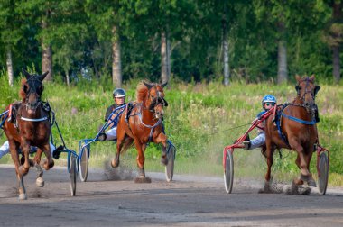 Puumala, Finlandiya - 30 Haziran 2023: Eşek koşum takımı yarışı. Yerel at severler topluluğunun rekabeti. Koşumlu bir midilli. İnsanların ve atların duyguları birbirine yakındır.