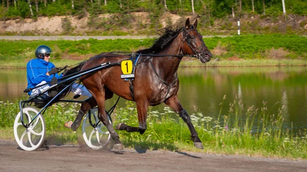 Puumala, Finlandiya - 30 Haziran 2023: Eşek koşum takımı yarışı. Yerel at severler topluluğunun rekabeti. Koşumlu bir midilli. İnsanların ve atların duyguları birbirine yakındır.