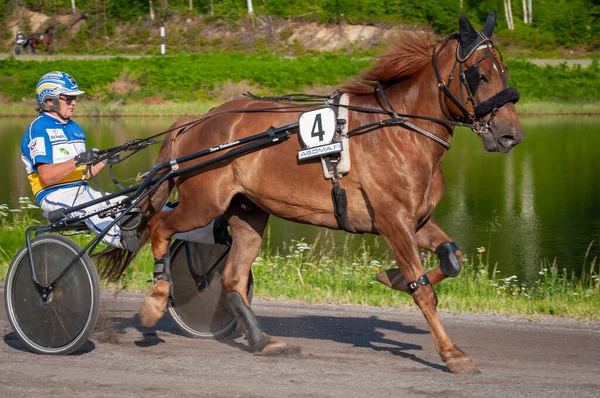 Puumala, Finlandiya - 30 Haziran 2023: Eşek koşum takımı yarışı. Yerel at severler topluluğunun rekabeti. Koşumlu bir midilli. İnsanların ve atların duyguları birbirine yakındır.
