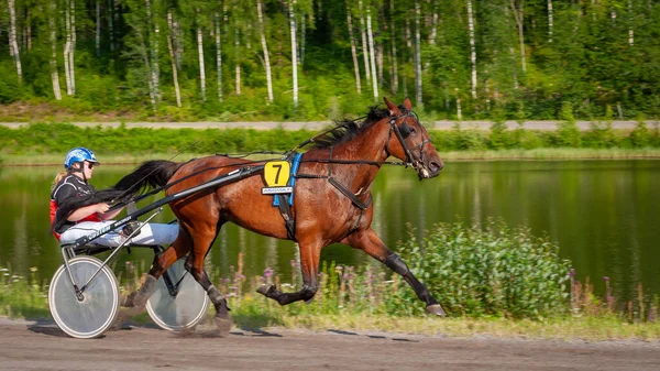 フィンランドのパウマラ 2023年6月30日 ロバート ハーネス レース 馬愛好家の地元社会の競争 ハーネス ポニー 人と馬の感情が閉じる ロイヤリティフリーのストック画像