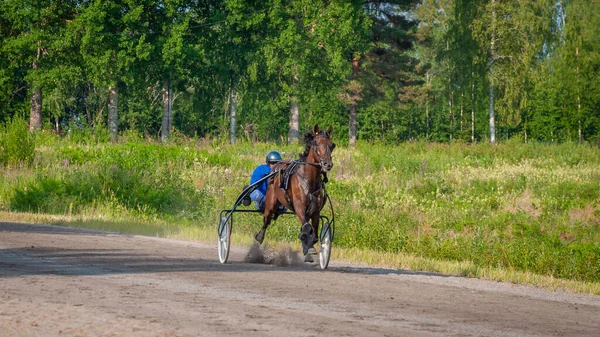 フィンランドのパウマラ 2023年6月30日 ロバート ハーネス レース 馬愛好家の地元社会の競争 ハーネス ポニー 人と馬の感情が閉じる ロイヤリティフリーのストック画像