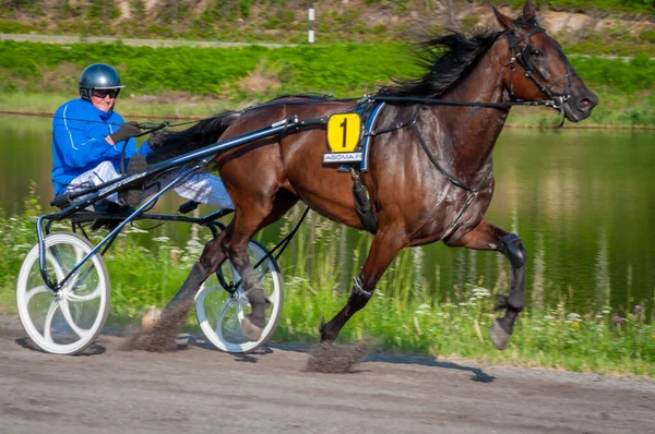 フィンランドのパウマラ 2023年6月30日 ロバート ハーネス レース 馬愛好家の地元社会の競争 ハーネス ポニー 人と馬の感情が閉じる ストック写真
