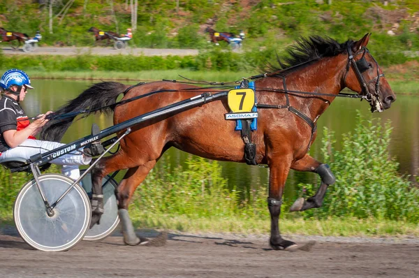Puumala Finland June 2023 Donkey Harness Racing Competition Local Society Royalty Free Stock Images