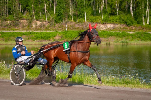 Puumala Finland June 2023 Donkey Harness Racing Competition Local Society Royalty Free Stock Photos