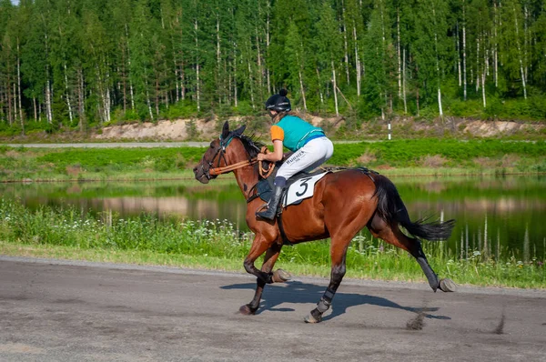 Puumala Finland June 2023 Donkey Harness Racing Competition Local Society Stock Photo
