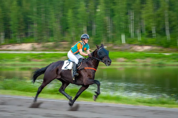 Puumala Finland June 2023 Donkey Harness Racing Competition Local Society Stock Image