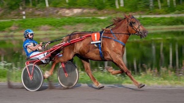 Puumala Finland June 2023 Donkey Harness Racing Competition Local Society Stock Picture