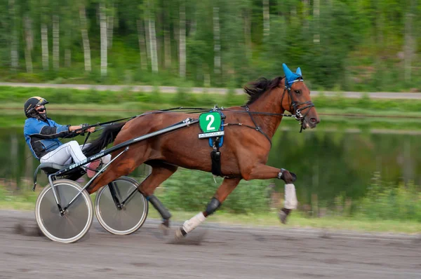 フィンランドのパウマラ 2023年6月30日 ロバート ハーネス レース 馬愛好家の地元社会の競争 ハーネス ポニー 人と馬の感情が閉じる ストックフォト