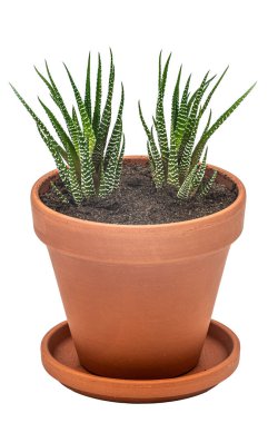 Turuncu bir çömlekte taze sulu filizler. Bu sulu bitkinin farklı isimleri vardır: sulu Zebra bitkisi, Zebra kaktüsü, Haworthia Aloe Vera, İnci bitkisi, Yastık Aloe. Beyaz arkaplanda izole.