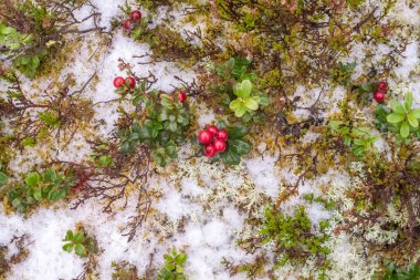 Ren geyiği yosunu ya da yosun, yaban mersini, ladin dalları ve ilk kar. Finlandiya ormanlarında kışın başlangıcında doğal bir geçmişi vardır. Noel kartı için uygun bir geçmiş..