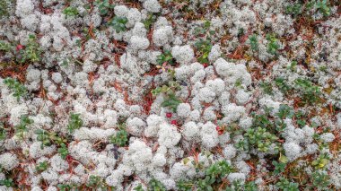 Ren geyiği yosunu ya da yosun. Finlandiya ormanlarında doğal altyapı