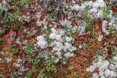 Ren geyiği yosunu ya da yosun. Finlandiya ormanlarında doğal altyapı