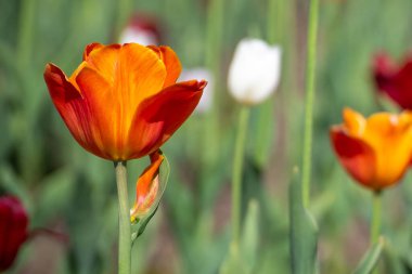 Kırmızı ve beyaz laleler. Sadece güzel bir arka plan. Seçici odak.
