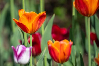 Mor, kırmızı ve beyaz laleler. Sadece güzel bir arka plan. Seçici odak.