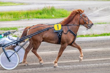 Binicilik sporu. Yatay fotoğraf afişi. Metnin için alanı kopyala. Atlar koşum takımı yarışında yarışıyor.