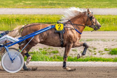 Binicilik sporu. Yatay fotoğraf afişi. Metnin için alanı kopyala. Atlar koşum takımı yarışında yarışıyor.
