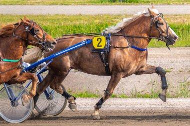 Binicilik sporu. Yatay fotoğraf afişi. Metnin için alanı kopyala. Atlar koşum takımı yarışında yarışıyor.