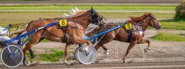 Binicilik sporu. Yatay fotoğraf afişi. Metnin için alanı kopyala. Atlar koşum takımı yarışında yarışıyor.