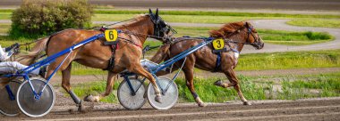 Binicilik sporu. Yatay fotoğraf afişi. Metnin için alanı kopyala. Atlar koşum takımı yarışında yarışıyor.