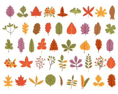 Sonbahar yaprakları seti, beyaz arka planda şirin izole edilmiş. Basit düz çizgi film tarzı. Stok çizimi. Sonbahar tasarımları bırakır.