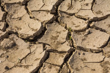 Çatlak zemin ve hayatta kalan canlı şey