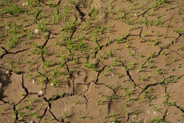 Çatlak zemin ve hayatta kalan canlı şey