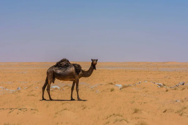 stock image Camels eating grass in desert, located in Ruma, near Riyadh, Saudi arabia