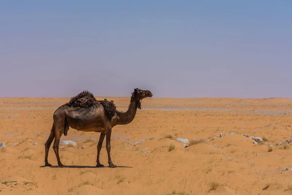Wielbłądy Jedzące Trawę Pustyni Położone Rumie Pobliżu Rijadu Arabia Saudyjska — Zdjęcie stockowe