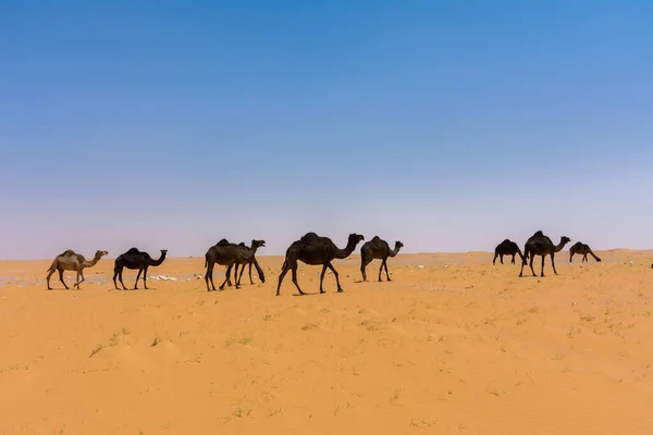 在沙漠中吃草的骆驼 位于沙特阿拉伯利雅得附近的鲁马 — 图库照片