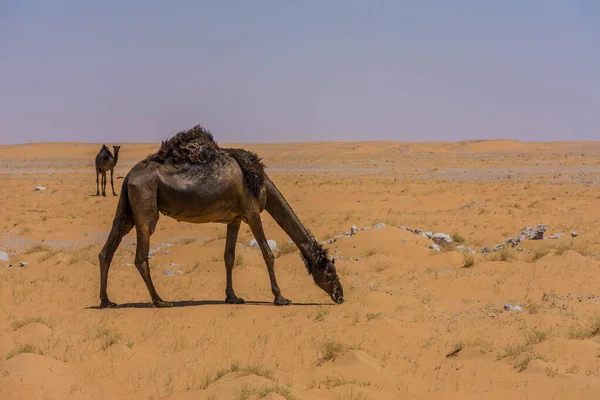 Camelos Comendo Grama Deserto Localizado Ruma Perto Riade Arábia Saudita Imagens Royalty-Free