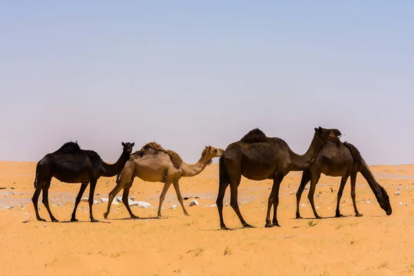 Camelos Comendo Grama Deserto Localizado Ruma Perto Riade Arábia Saudita Imagem De Stock