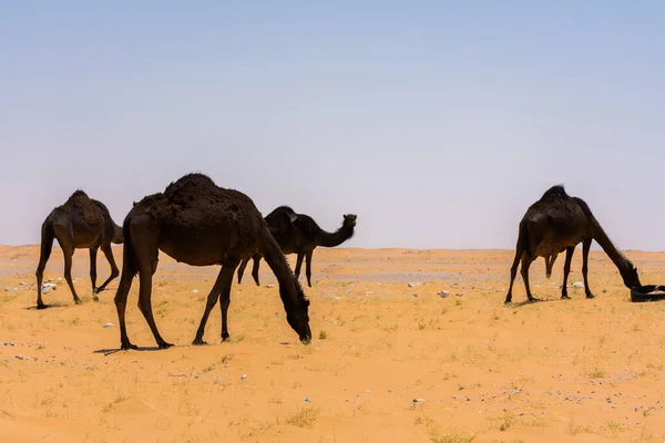 Camelos Comendo Grama Deserto Localizado Ruma Perto Riade Arábia Saudita Fotografia De Stock