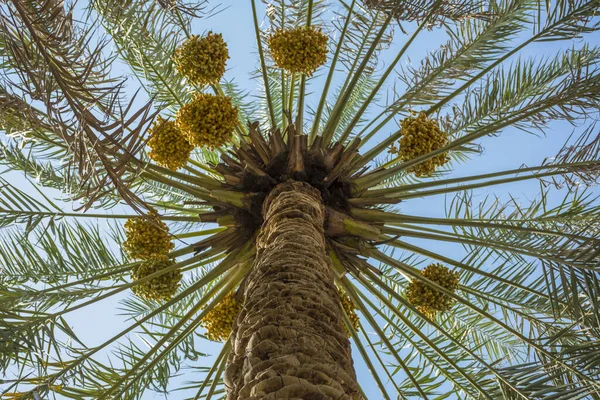 Datteln Früchte Und Palmen — Stockfoto