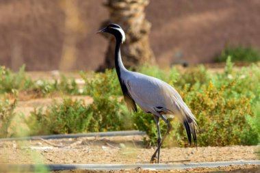 Jeddah 'da demoiselle vinç