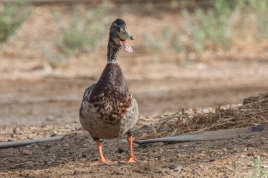 Mallard ördeği Jeddah 'da