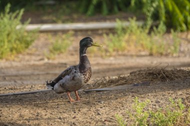 Mallard ördeği Jeddah 'da