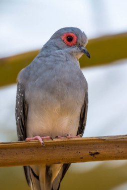 Tek başına otururken görülmüş güvercin