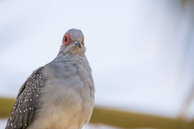Kırmızı elmas güvercin tek başına oturuyor.